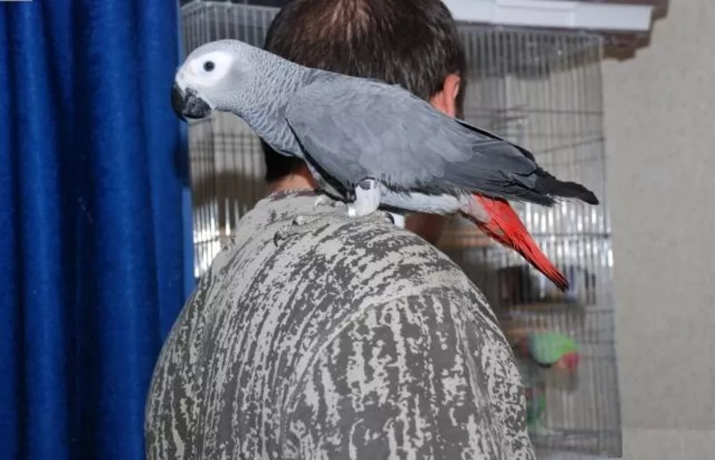 хорошо обученных африканские серые попугаи для нового дома