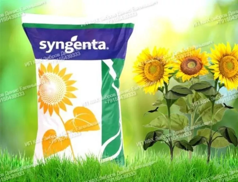 Гибриды семена подсолнечника Суванго HTS Express Syngenta